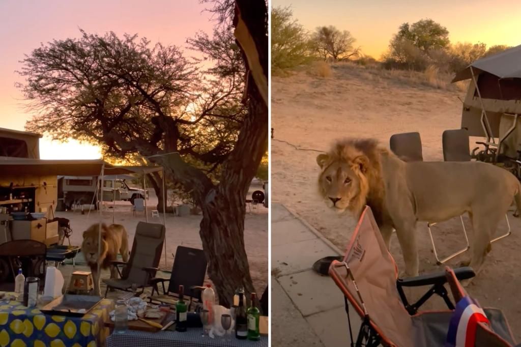 Huge lion gets up close and personal with stunned campers