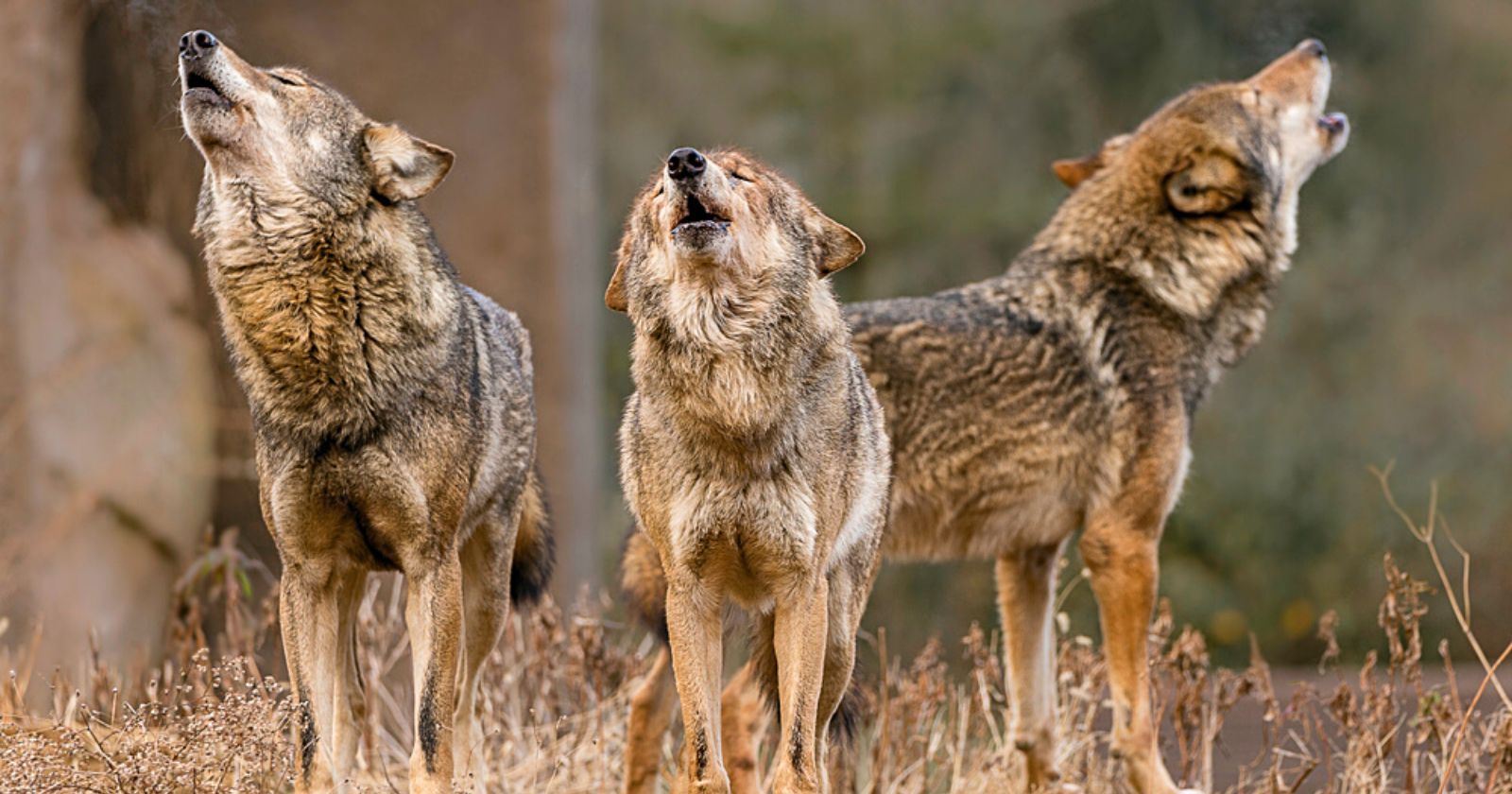 VIDÉO. Dans les Deux-Sèvres, des loups annoncent la réplique du tremblement de terre en hurlant