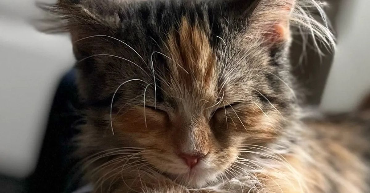 Qu'est devenu "Unicorn", le chaton calico mâle qui attendait une famille pour toujours ?