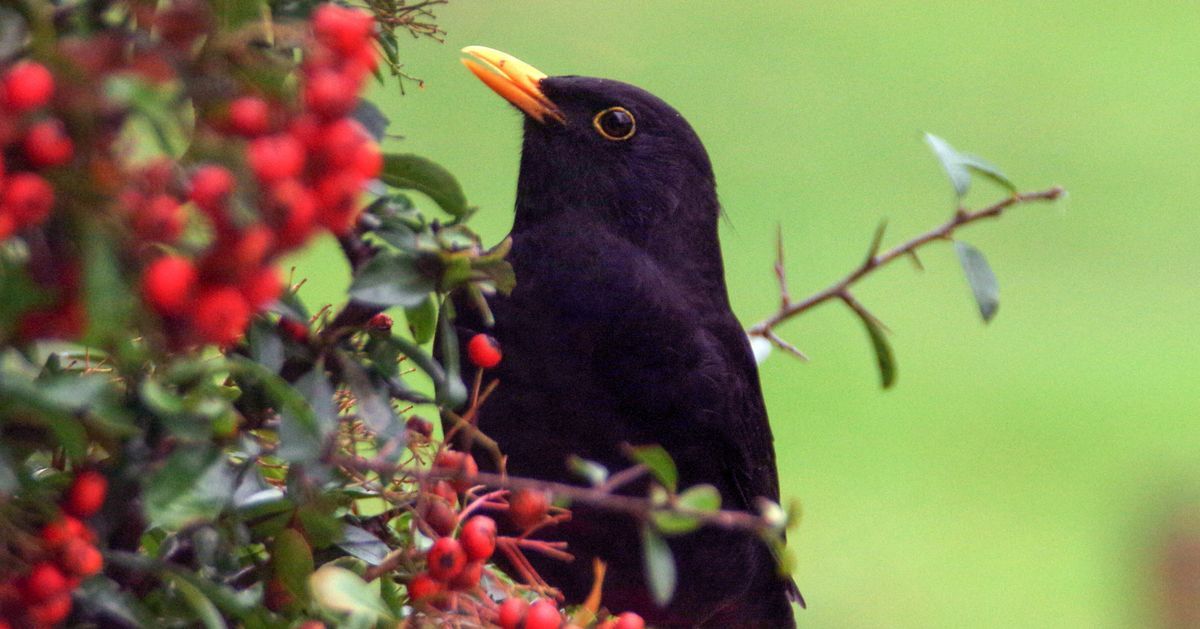 Cherry-Loving Blackbirds Force Cancellation Of Pick-Your-Own Festival