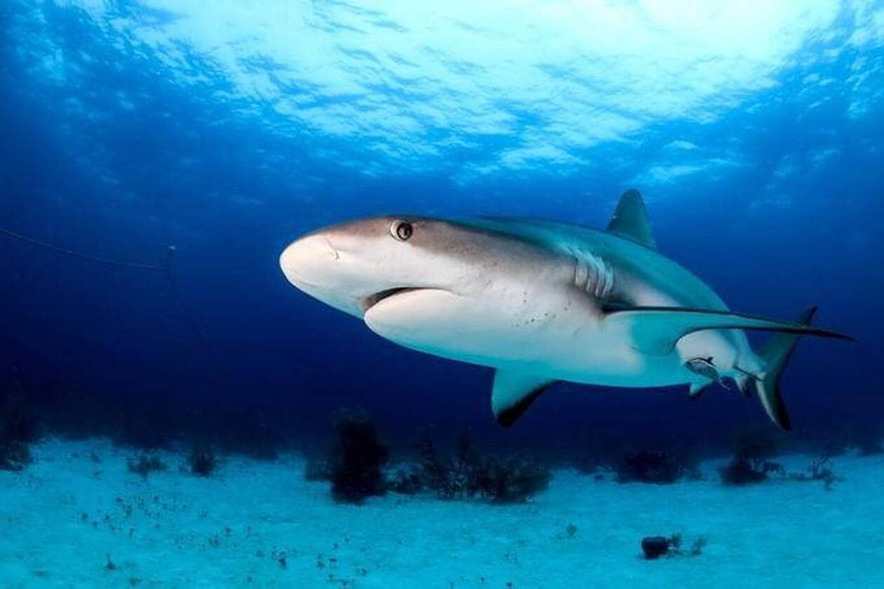 Non, le requin n’est pas le plus grand " mangeur d’hommes ", voici les cinq espèces les plus dangereuses