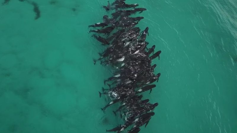 Dozens of whales die in mass stranding in Western Australia