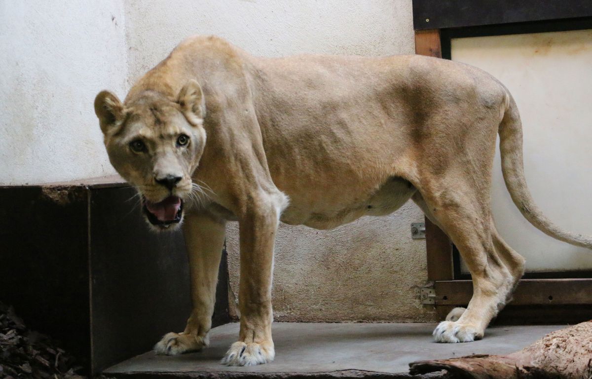 Des lionnes et une tigresse saisies dans un cirque près de Lyon