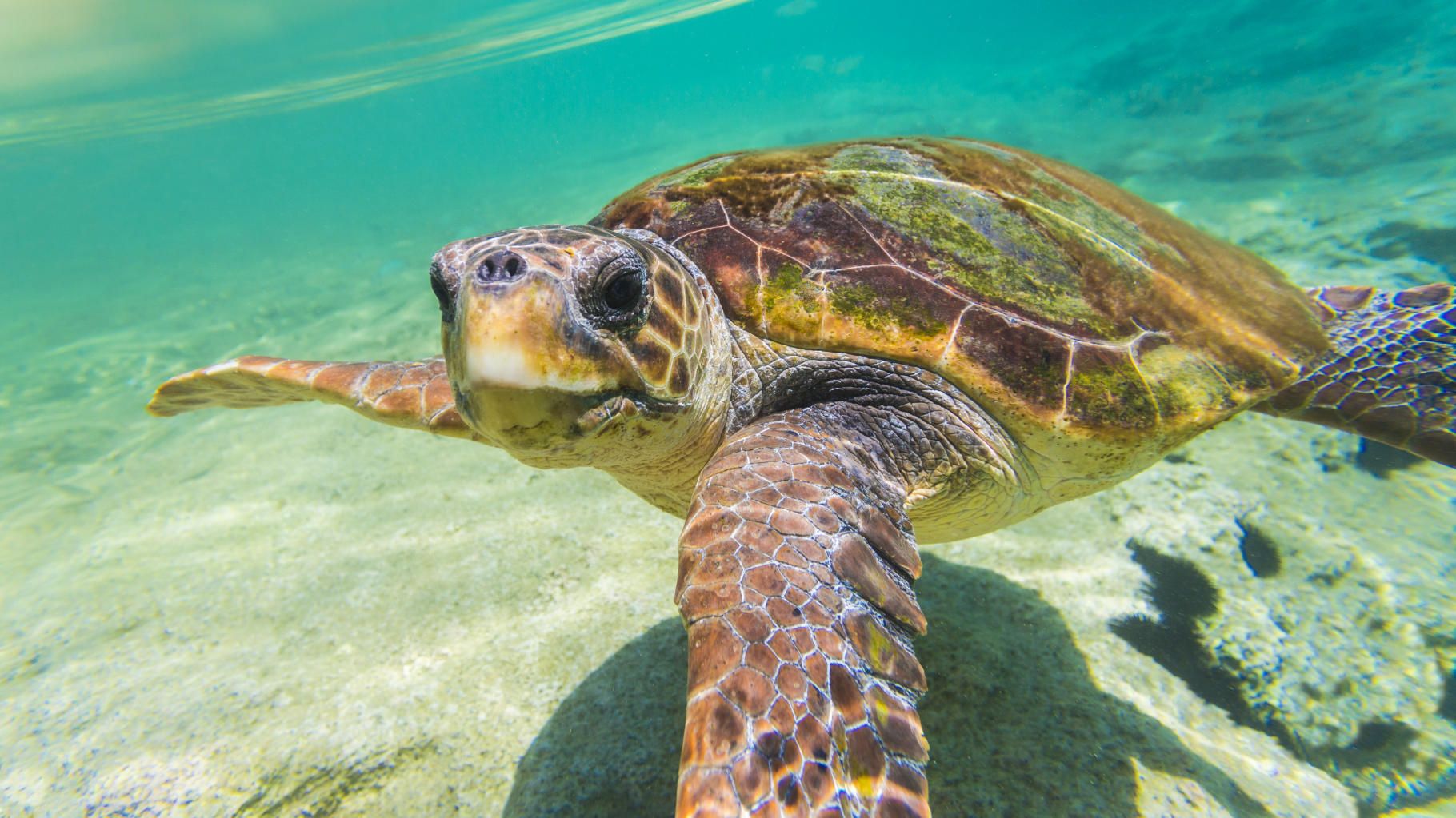 Les pontes des tortues caouannes dans les Alpes-Maritimes, le Var et l’Hérault interrogent les spécialistes