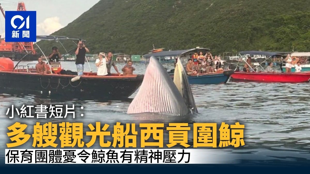 西貢鯨魚｜多艘觀鯨船圍繞布氏鯨 保育團體：鯨魚易有精神壓力