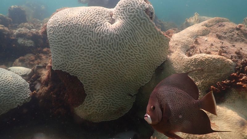 Florida ocean temperatures top 100 degrees as coral bleaching is found