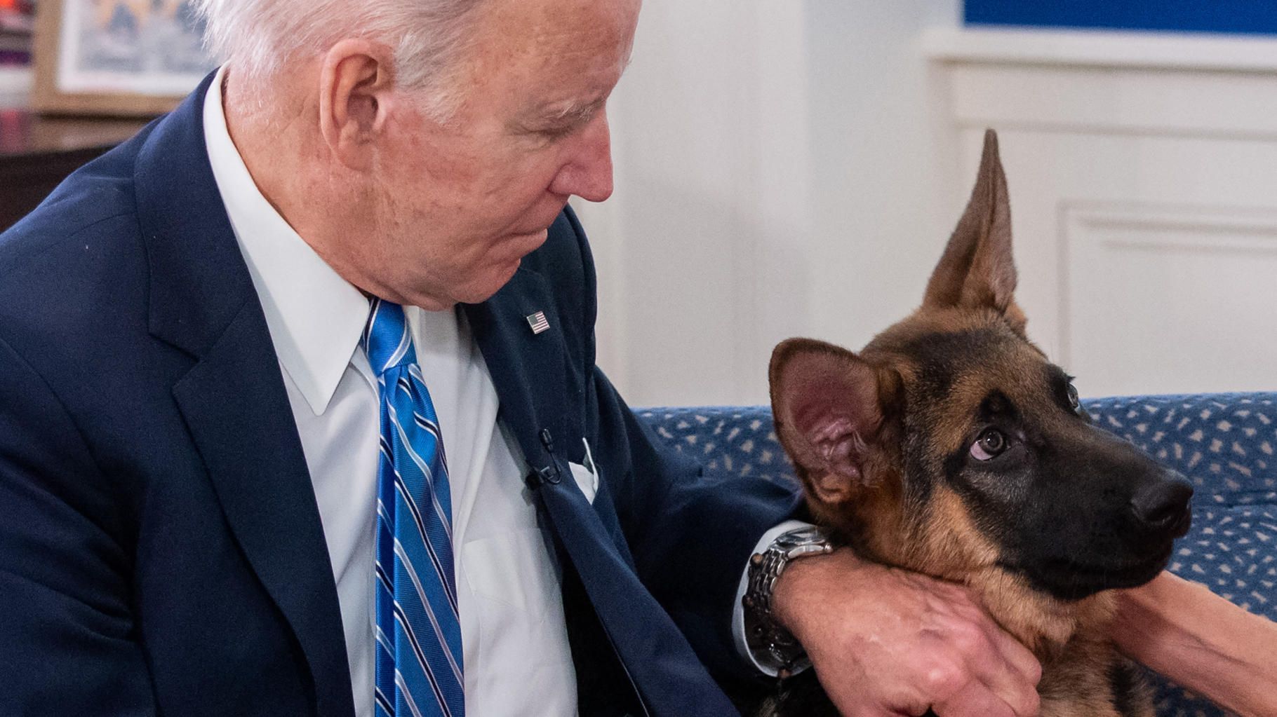 Commander, le chien des Joe Biden, a la morsure facile et fait plusieurs victimes à la Maison Blanche