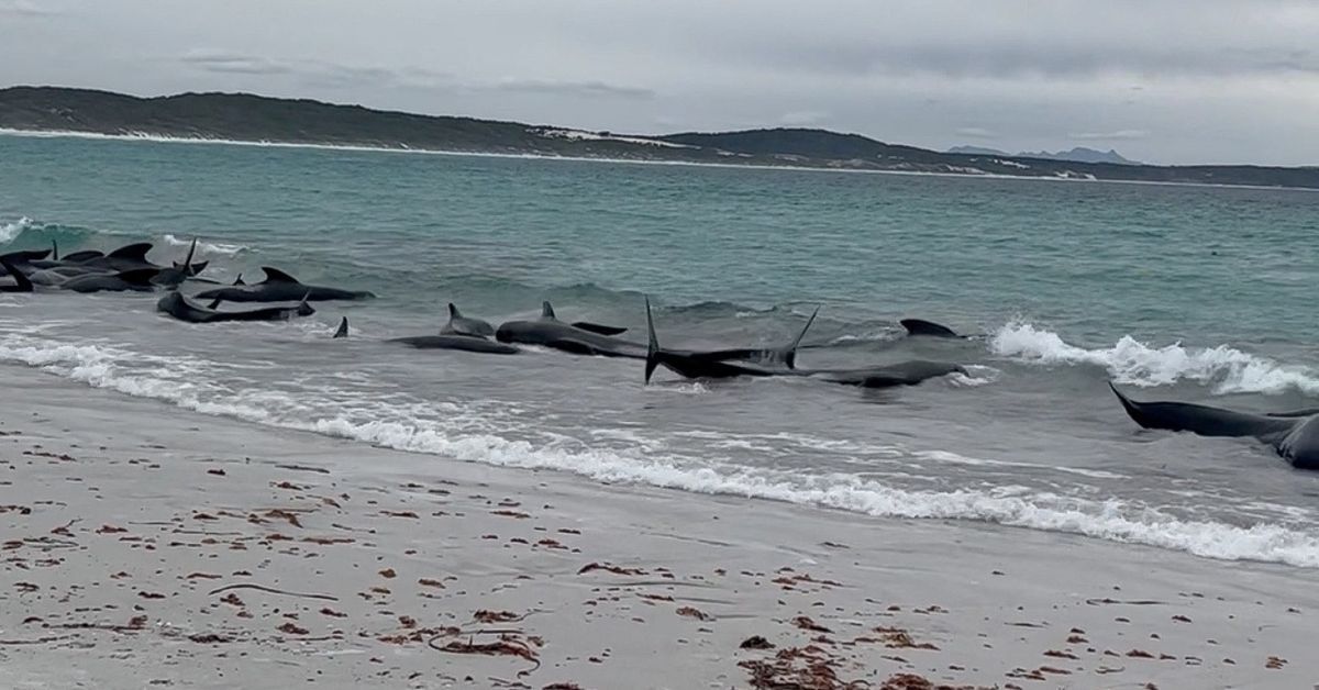 Fifty-one pilot whales die after mass stranding in Australia