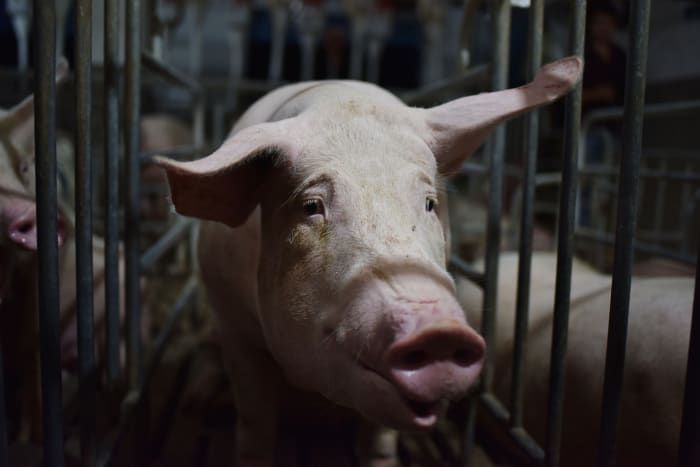 Case of swine flu linked to Oakland County Fair; infected pigs might have been in barn