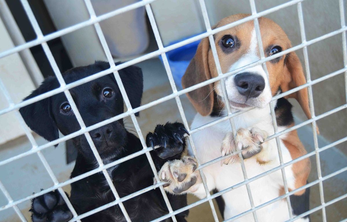 Yvelines : La SPA d’Hermeray s’inquiète du nombre important d’abandons d’animaux