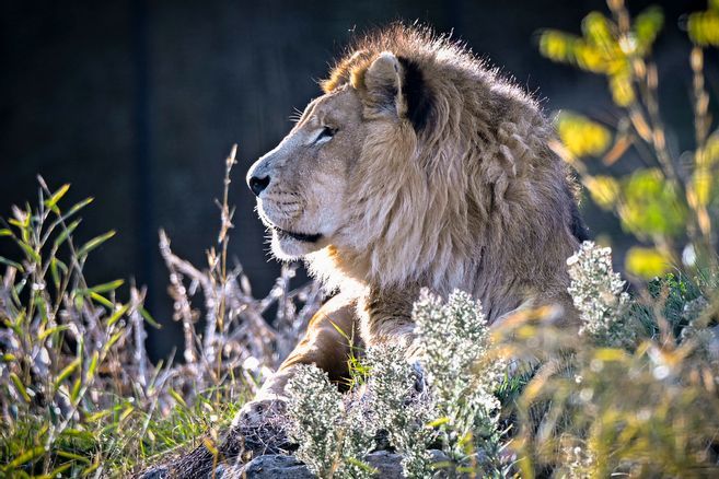 Le lion du parc animalier d'Auvergne est mort : Tsavo avait 23 ans