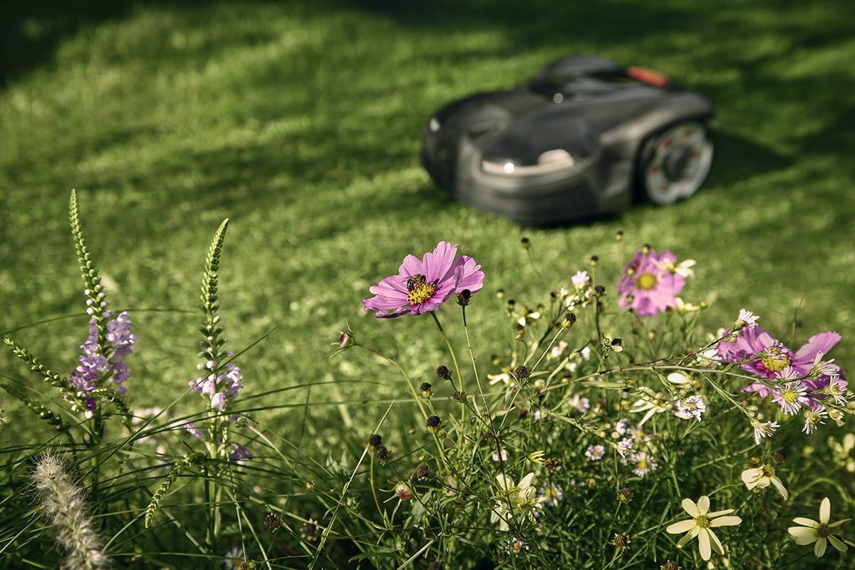 Ce robot tondeuse est le meilleur ami des abeilles