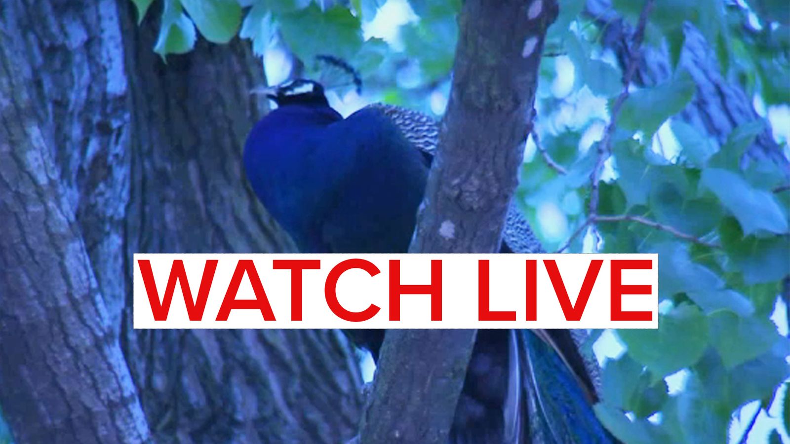 Escaped peacock spends morning perched in tree in the Bronx