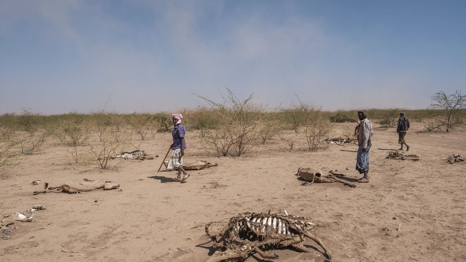 La sécheresse historique qui frappe la Grande Corne de l'Afrique est due au réchauffement climatique, selon une étude scientifique.