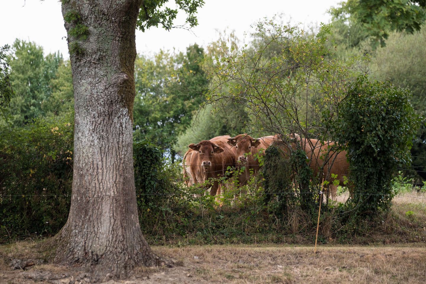 Depuis 1950, 70 % des haies ont disparu des bocages et le phénomène s’accélère