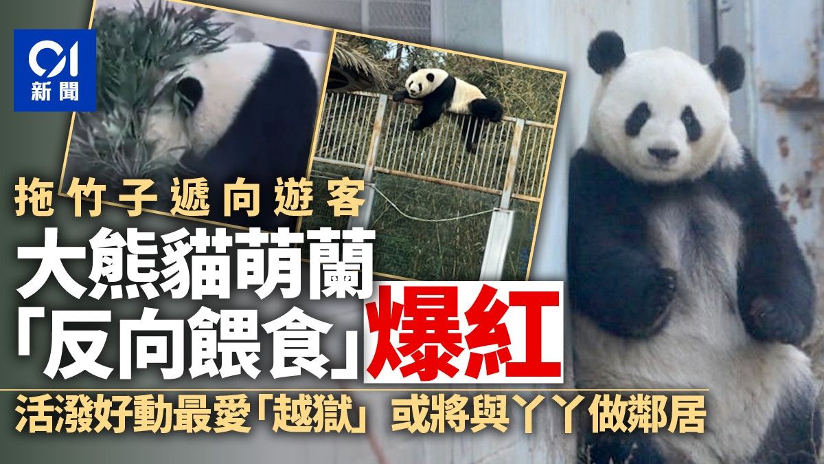 大熊貓「萌蘭」反向投餵遊客竹子爆紅 或將與「丫丫」成為鄰居