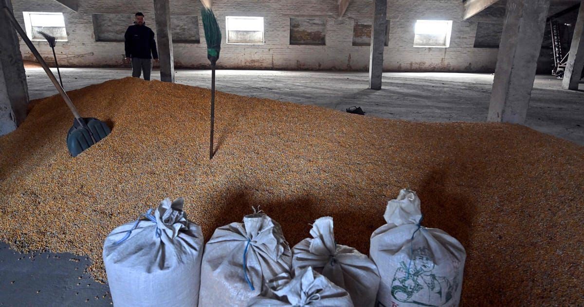 Grain debacle makes mockery of EU support for Ukraine