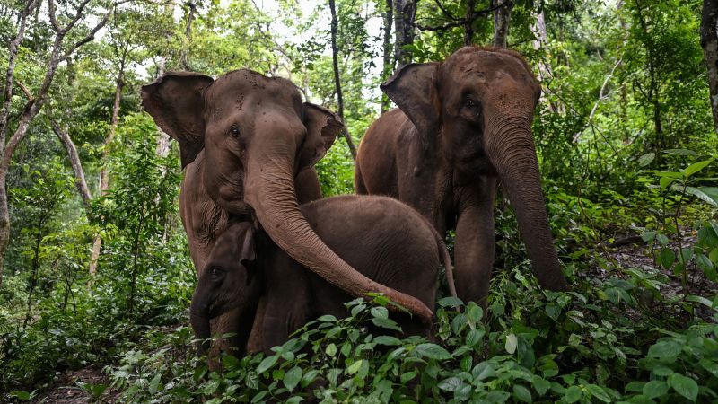 More than two-thirds of elephant habitat lost across Asia, study finds