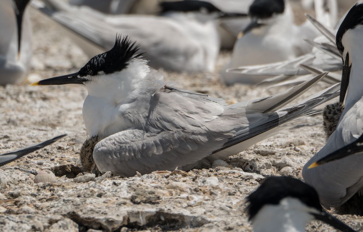 De Sète à la Mauritanie, les 10.000 bornes de la cousine de la mouette