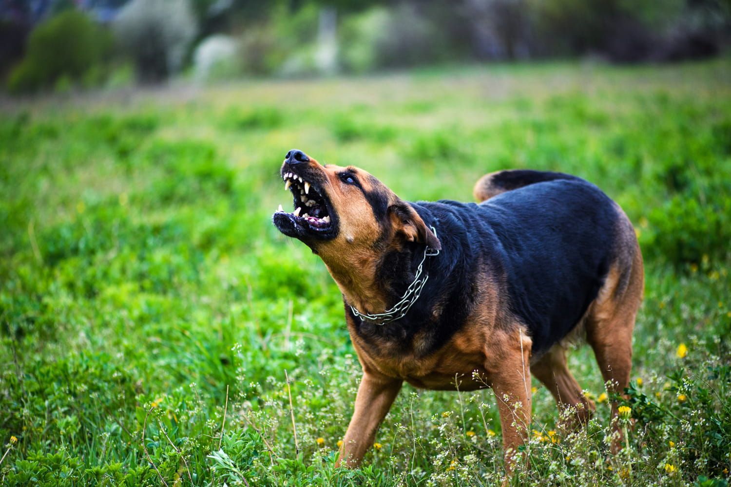 Voici les races de chiens les plus agressives et ce n'est pas celles auxquelles vous pensez