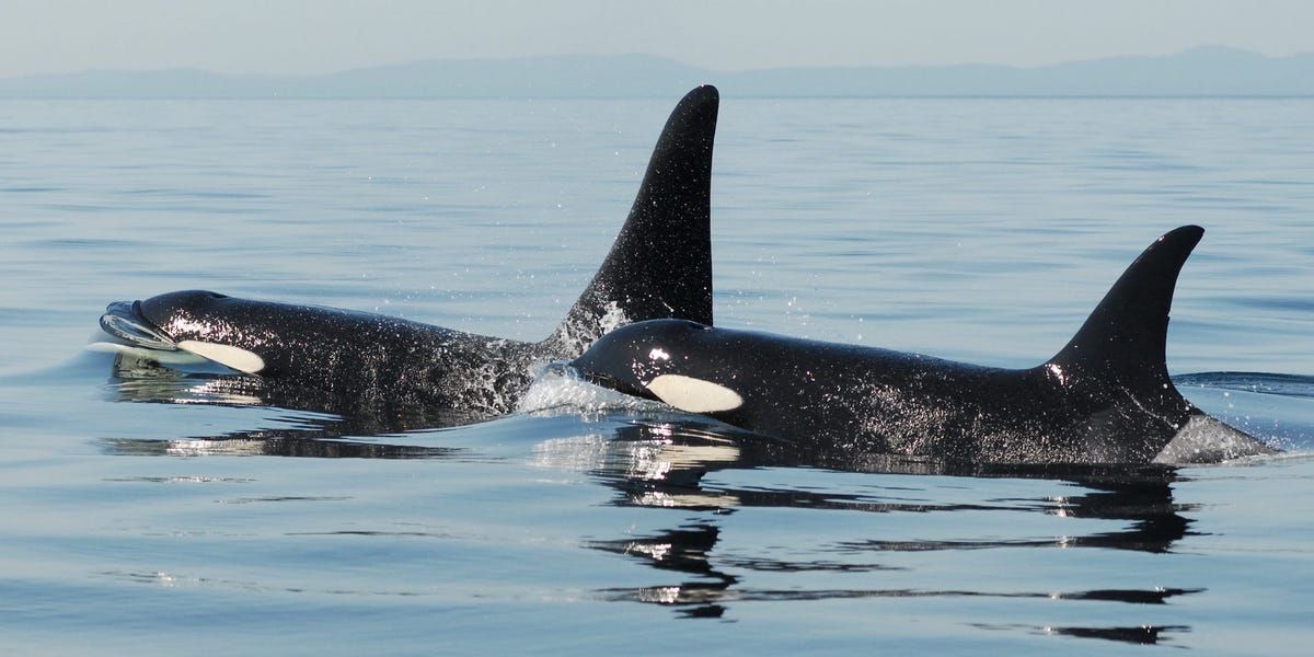 Killer Whales May Be Imitating Orca That's Striking Boats: Researchers