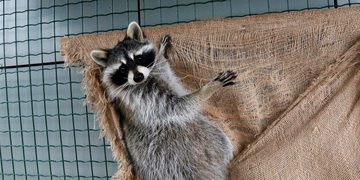 Raccoon Euthanized After Being Taken to Maine Pet Store and Kissed