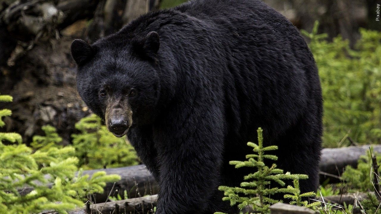 Woman seriously injured in Nisswa black bear attack