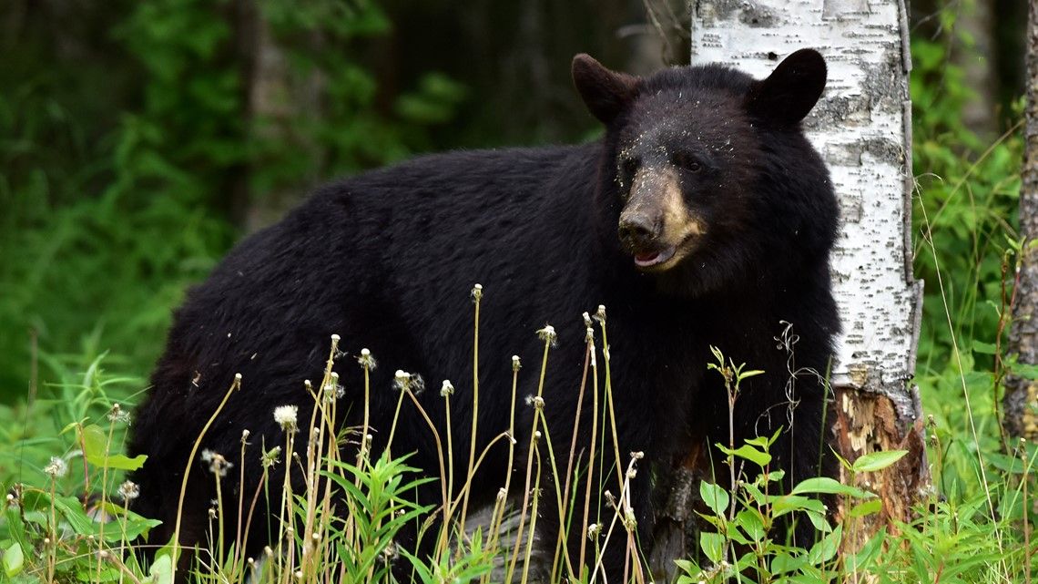 Woman attacked by bear in Nisswa