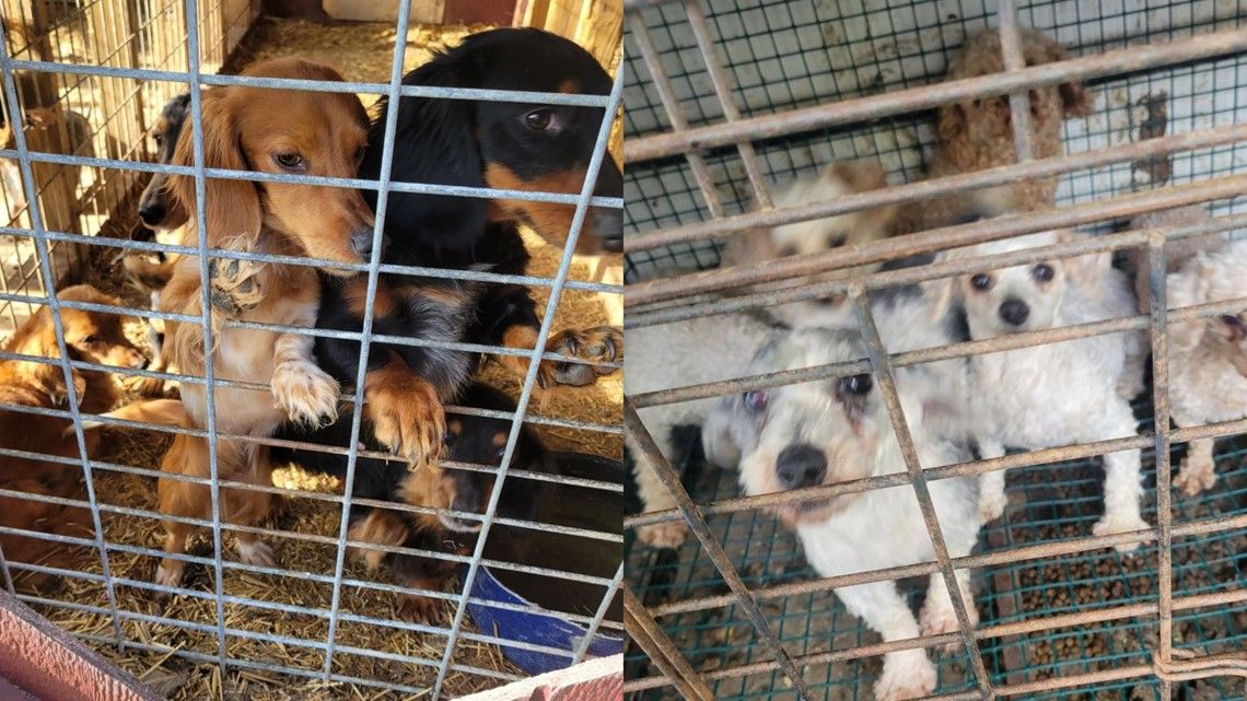 80 puppies, dogs rescued from Richland County home