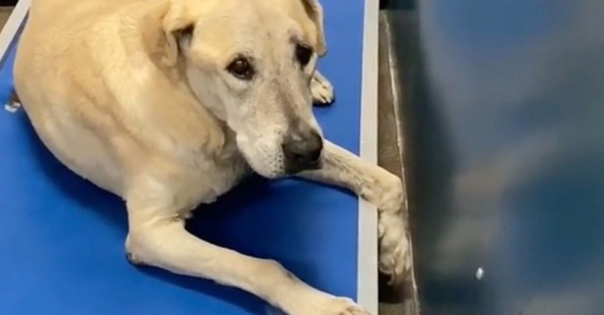 Une Labrador Retriever est admise dans un refuge à l’âge de 14 ans à cause d’un déménagement (vidéo)