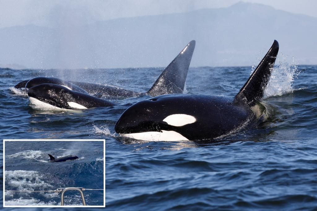 Killer whales attacking boats to avenge injured matriarch