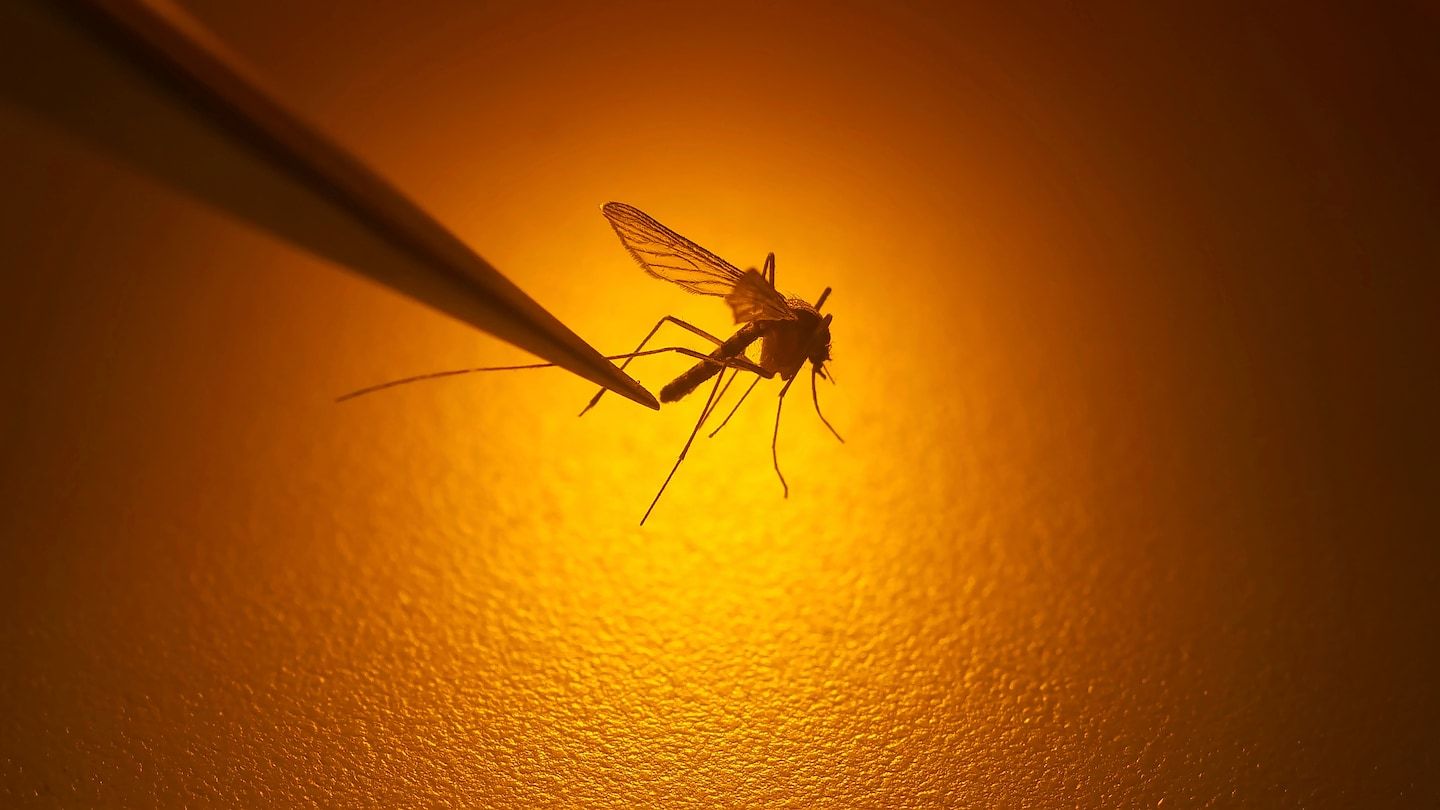 Malaria infections in Florida, Texas are first in U.S. since 2003