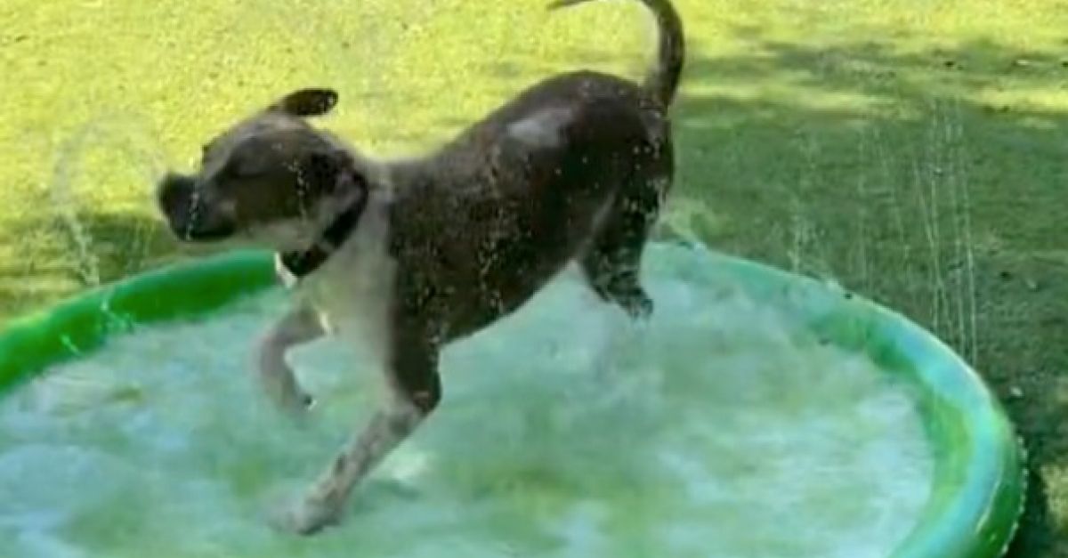 Après avoir vécu dans une cage, ce chien s’amuse pleinement dans le petit jardin du refuge (vidéo)