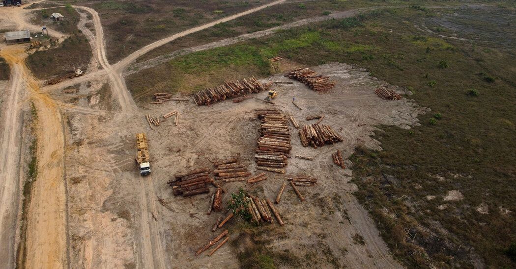 Tree Loss Increases in Crucial Tropical Forests