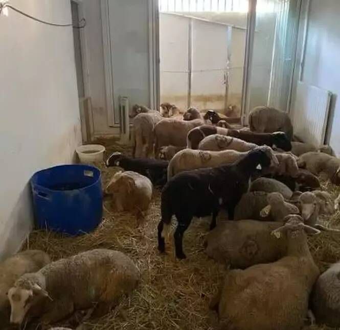 On sait ce que vont devenir les moutons retrouvés dans un abattoir clandestin à Nice