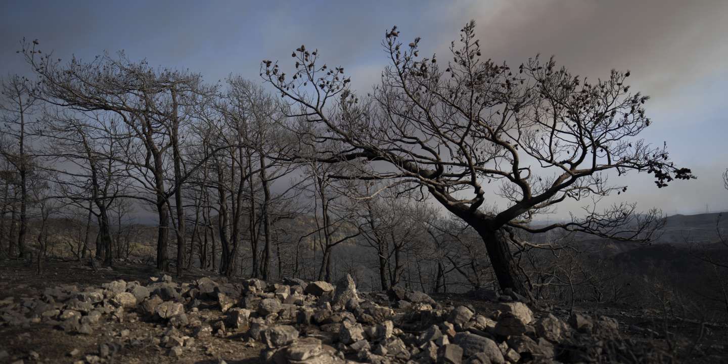 Incendies et canicule en direct : historiquement chaude, l’année 2022 marque un " jalon " au Royaume-Uni