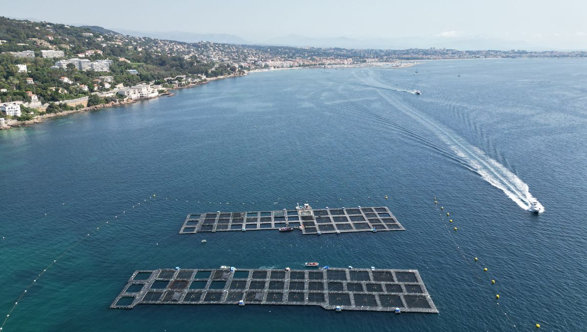 La préfecture valide le projet de grande ferme aquacole dans la baie de Cannes