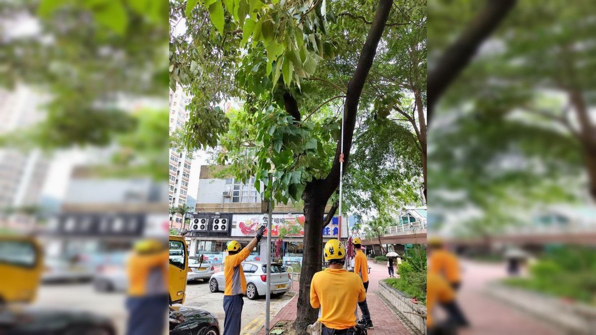 颱風杜蘇芮︱發展局及部門採防風措施 已處理近千棵有問題樹木