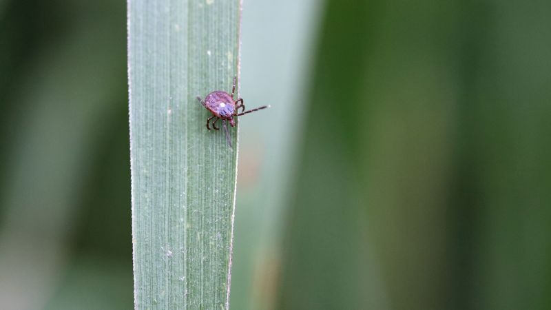 Mysterious meat allergy passed by ticks may affect hundreds of thousands in US, CDC estimates