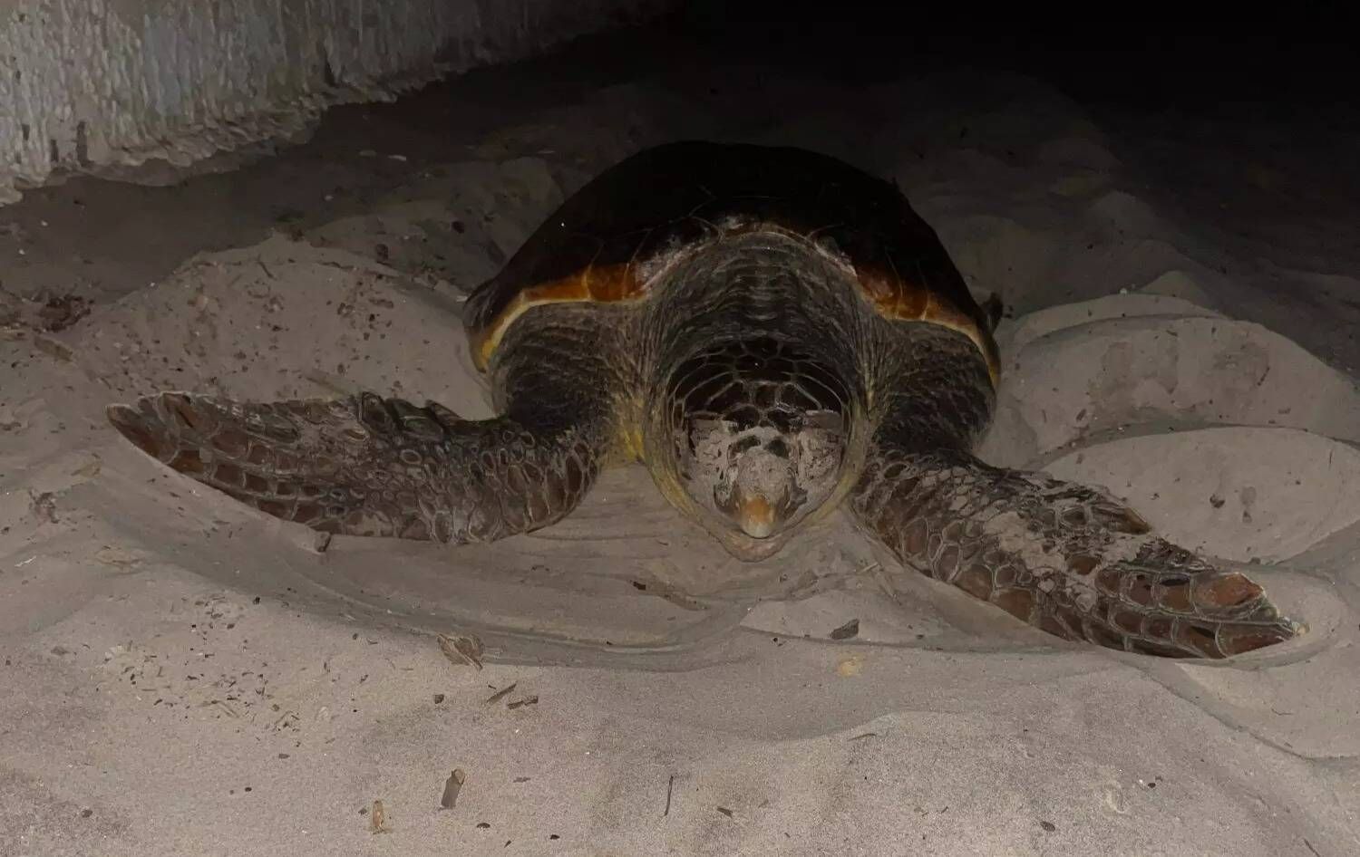 Comment une tortue marine est venue pondre ses œufs sur une plage à Hyères