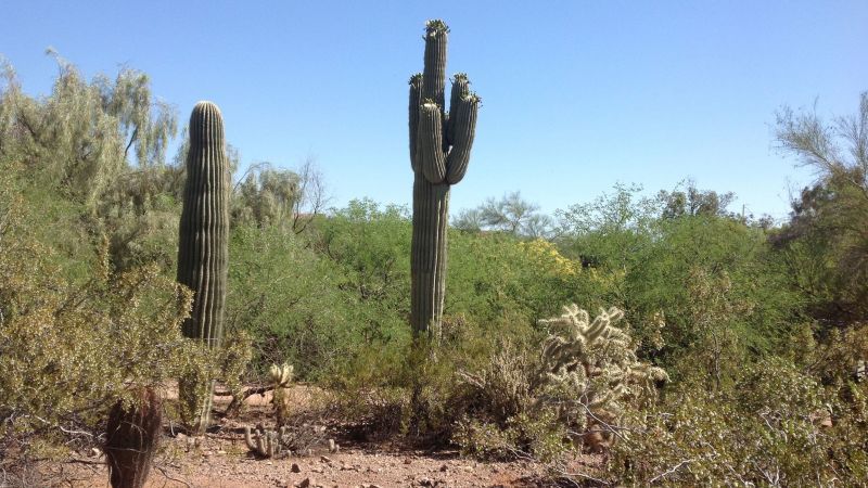 Phoenix's record heat is killing off cactuses