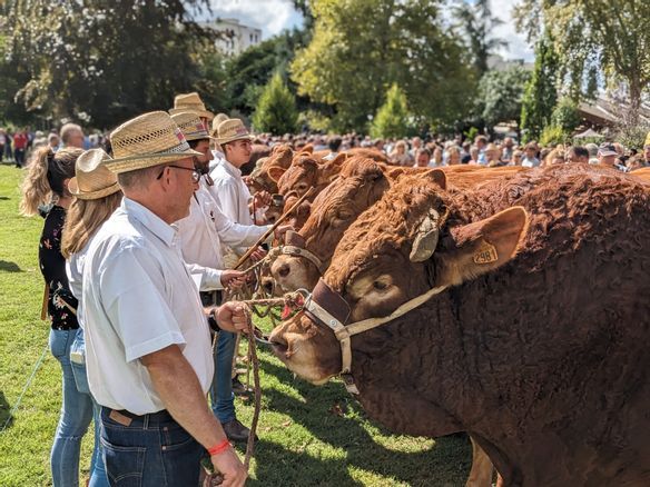 Au Festival de Brive, le taureau Totem vendu à 14.200 €, le prix d'ensemble décerné pour la 3e fois au GAEC Bourbouloux