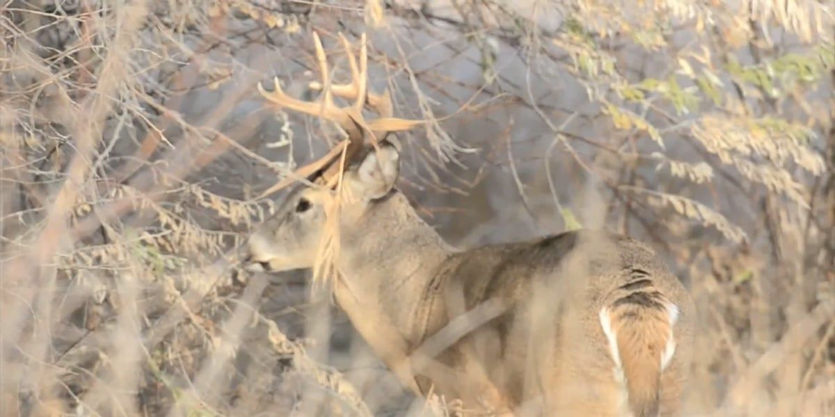 State: Chronic Wasting Disease case confirmed