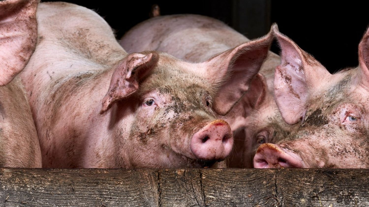 Royaume-Uni : un cas de grippe porcine détecté chez un humain