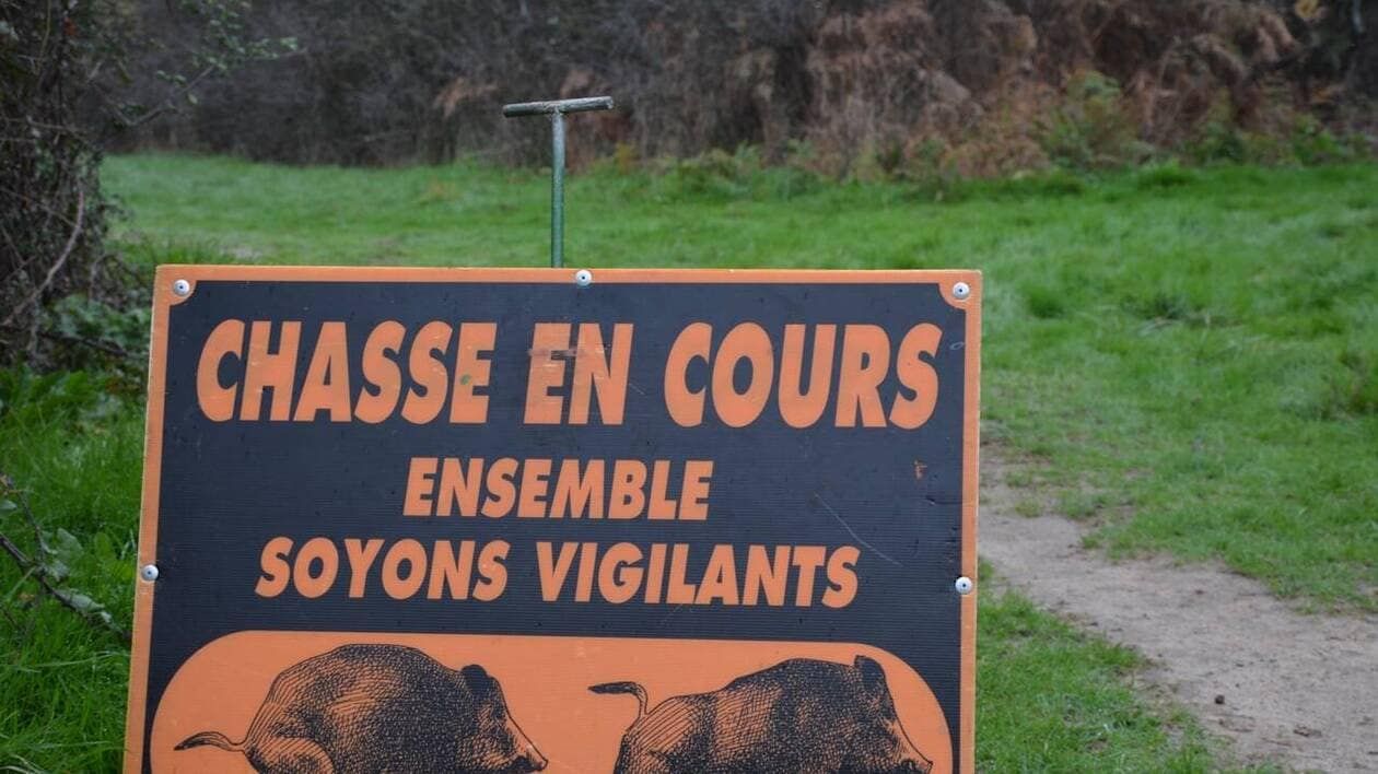 INFO OUEST-FRANCE. En Normandie, un chasseur tué par un tir lors d’une battue aux sangliers