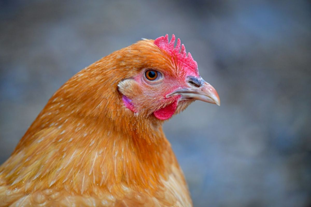 Le virus de la grippe aviaire aurait muté dans l'organisme d'un patient américain