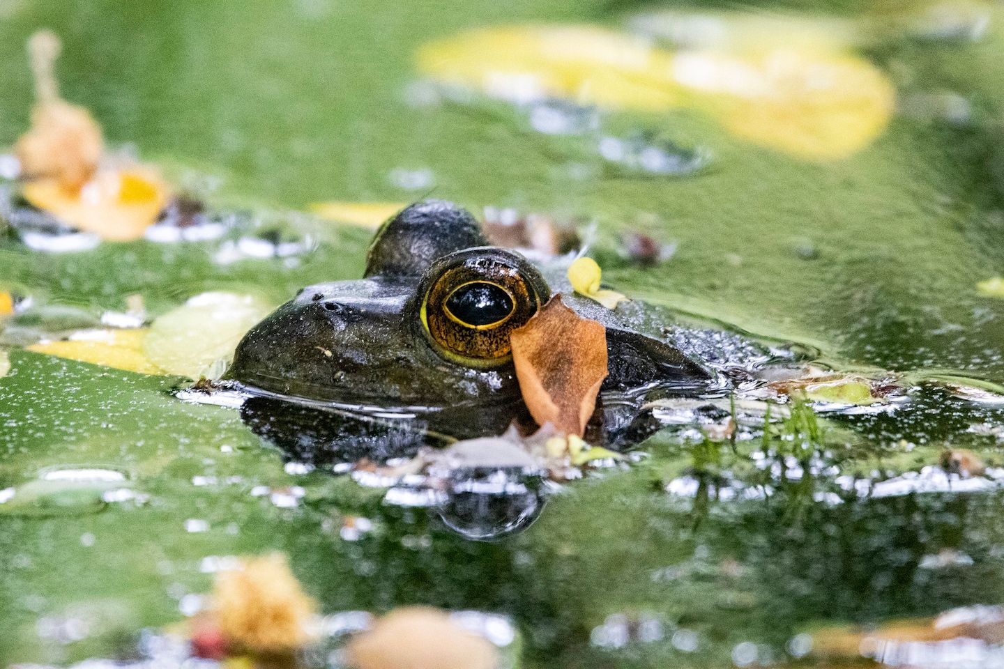 D.C.-area forecast: Welcome rain makes today a washout; maybe Sunday, too