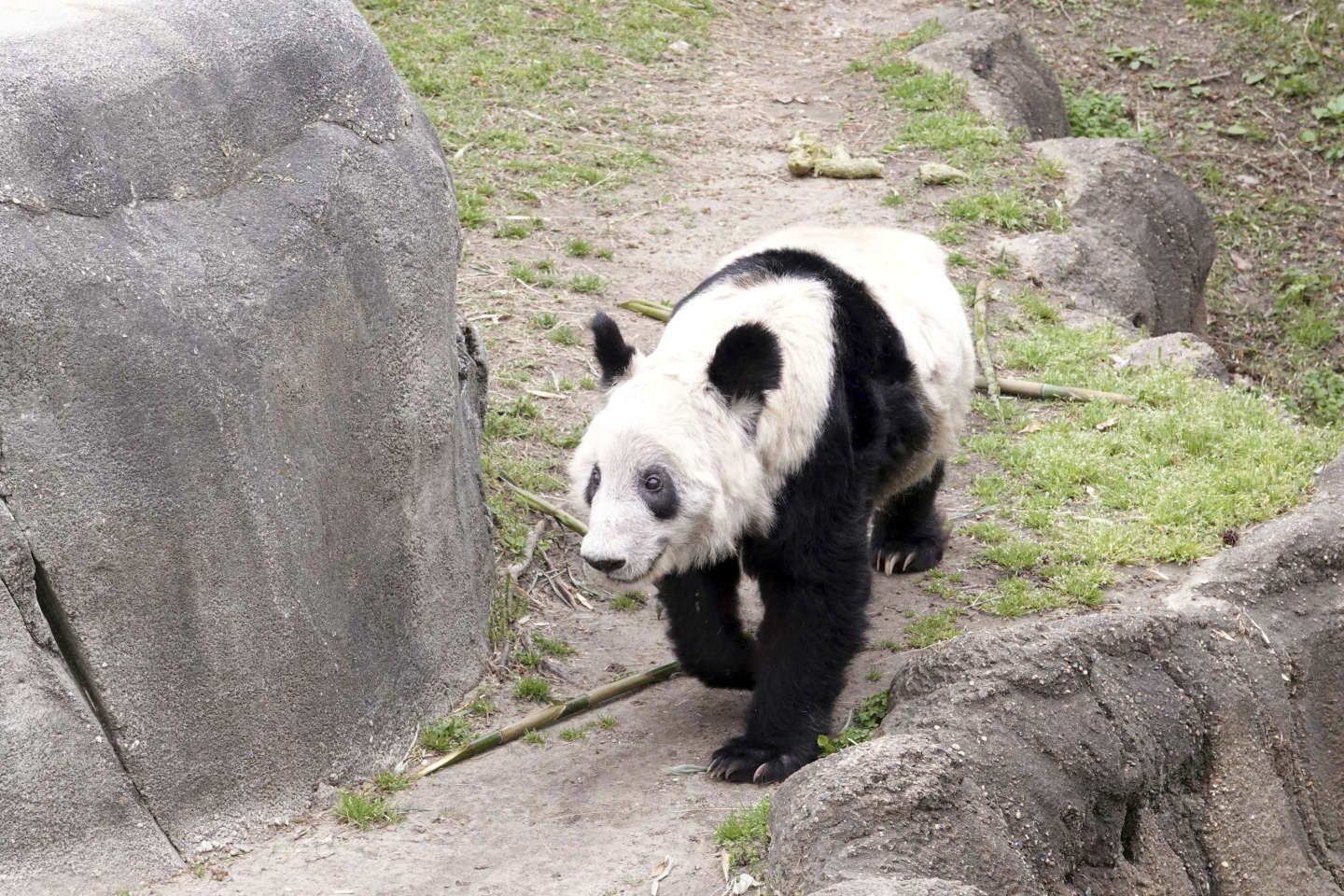 Le sort du panda Yaya, symbole des relations tendues entre la Chine et les Etats-Unis