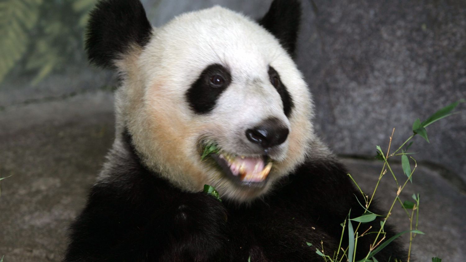 Le retour de Yaya le panda en Chine, révélateur des tensions avec les États-Unis