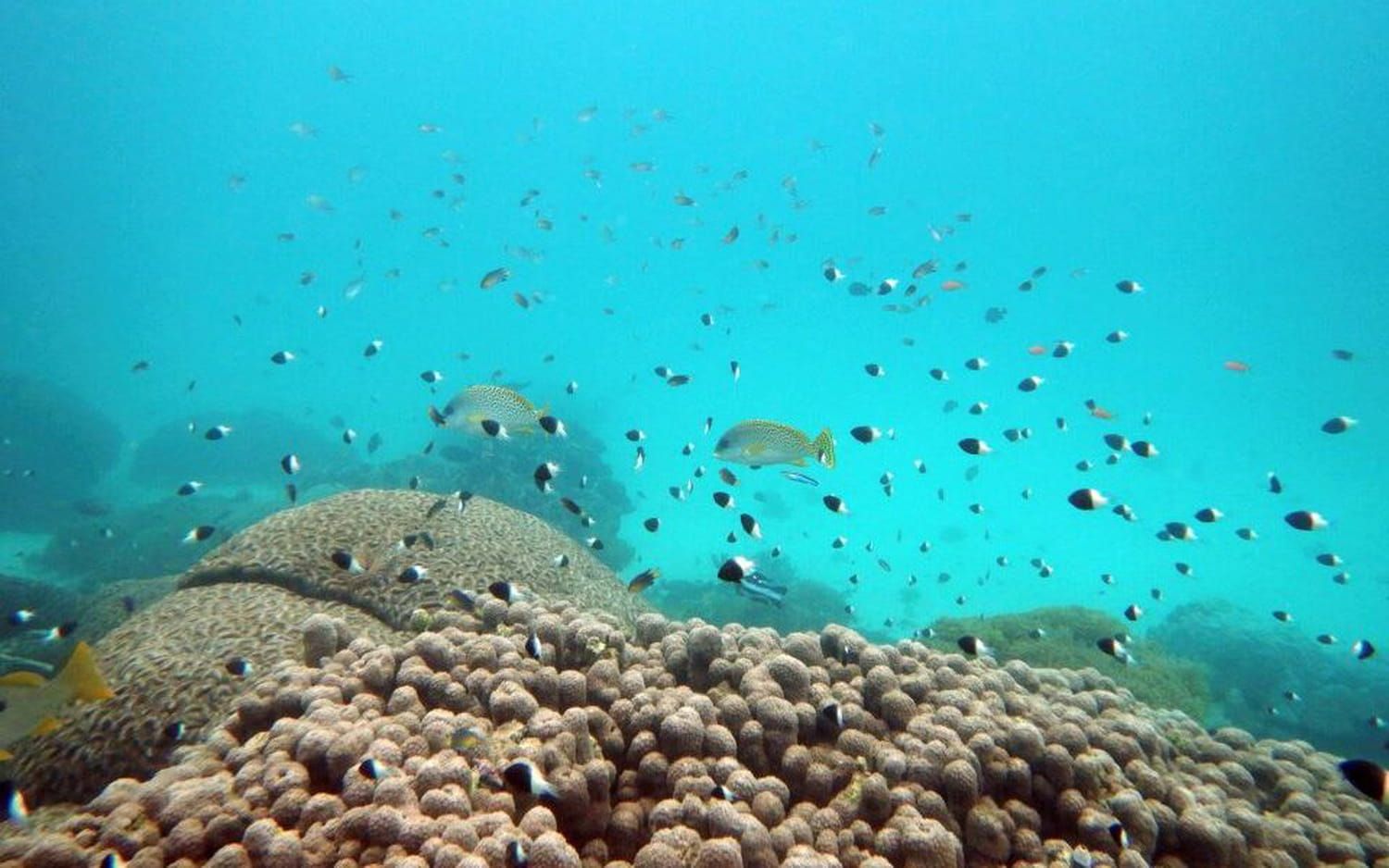 Les scientifiques en alerte après un épisode inexpliqué de réchauffement des océans